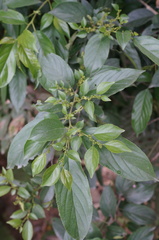 Rhamnus formosana