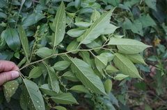 Rhamnus formosana