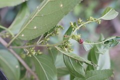 Rhamnus formosana