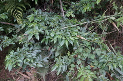 Rhamnus formosana