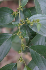 Rhamnus formosana
