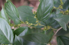 Rhamnus formosana