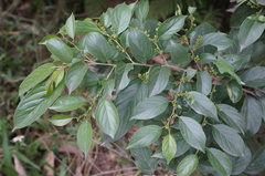 Rhamnus formosana