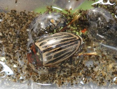 Agabus disintegratus