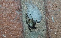 Alpaida alticeps