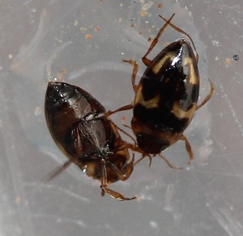 Neoclypeodytes cinctellus
