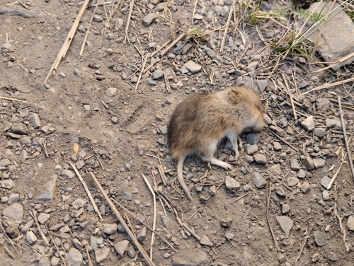 Andean vesper mouse (Calomys lepidus) — Least Concern Mammalia