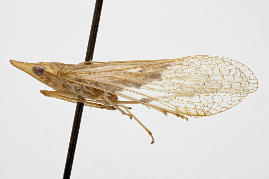 Dictyophara bovina