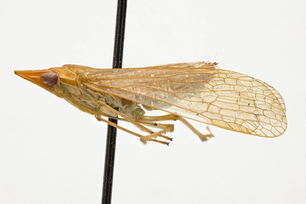 Dictyophara confusa