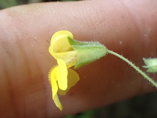 Erythranthe marmorata