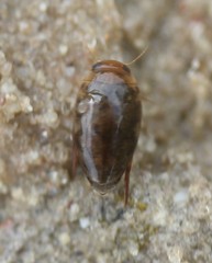 Laccophilus proximus