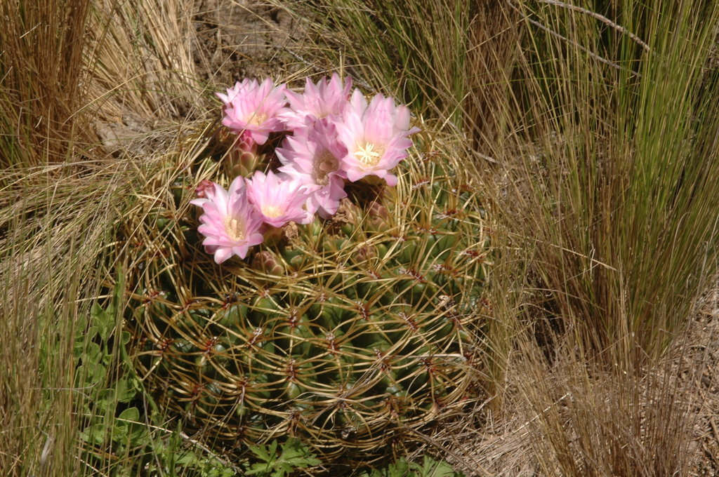 Gymnocalycium monvillei  iNaturalist