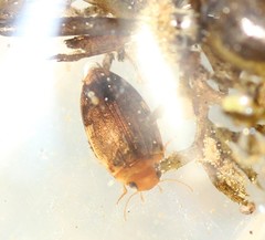 Laccophilus proximus