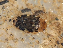 Laccophilus maculosus