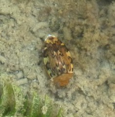 Laccophilus maculosus