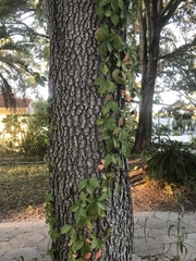 Parthenocissus quinquefolia image