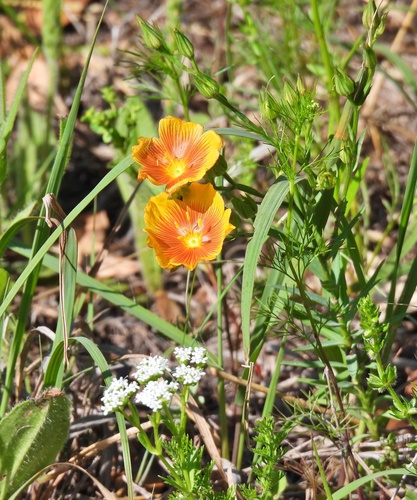 Linum rigidum observed 2023-04-30