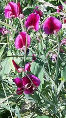 Lathyrus