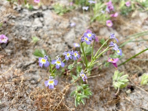 iNaturalist observation photo of Calicoflowers