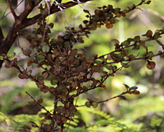 Coprosma spathulata spathulata