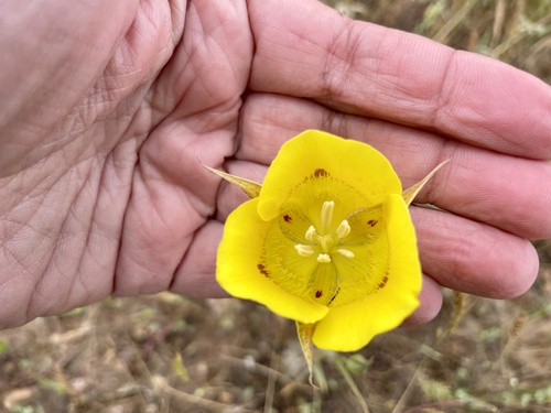 iNaturalist observation photo of Yellow Mariposa Lily