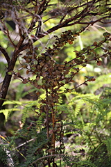 Coprosma spathulata spathulata