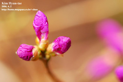 Rhododendron mucronulatum