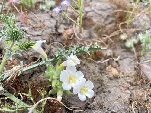 iNaturalist observation photo of tricolor monkeyflower