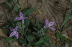 Thyrsacanthus sulcatus