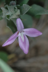 Thyrsacanthus sulcatus