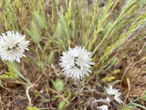 iNaturalist observation photo of Blow Wives