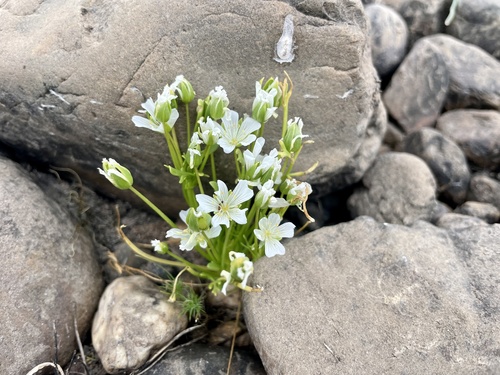 iNaturalist observation photo of white meadowfoam