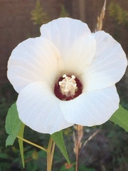 Hibiscus laevis