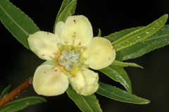 Kageneckia lanceolata