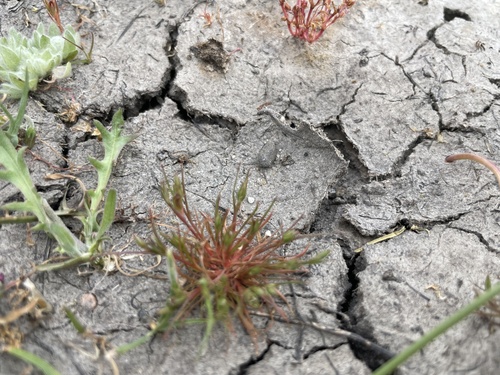 iNaturalist observation photo of Toad rush
