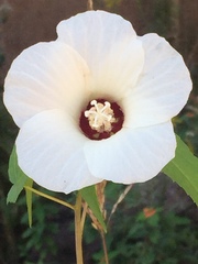 Hibiscus laevis