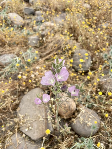 iNaturalist observation photo of Checkerblooms