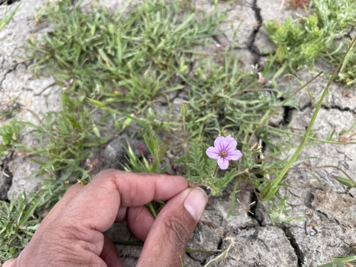 iNaturalist observation photo of Mediterranean Stork's-bill
