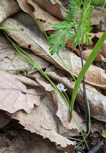 Korean wild chive (Allium monanthum)