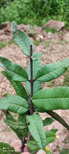 Eugenia quebradensis