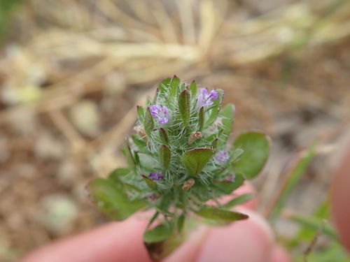 iNaturalist observation photo of Sacramento beardstyle