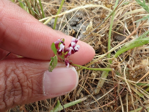 iNaturalist observation photo of white-tipped clover