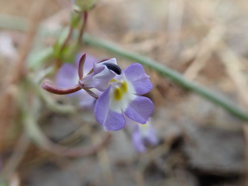 iNaturalist observation photo of Calicoflowers