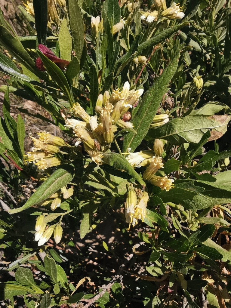 Trixis aggregata
