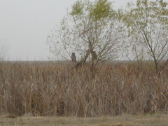 Bubo virginianus pacificus