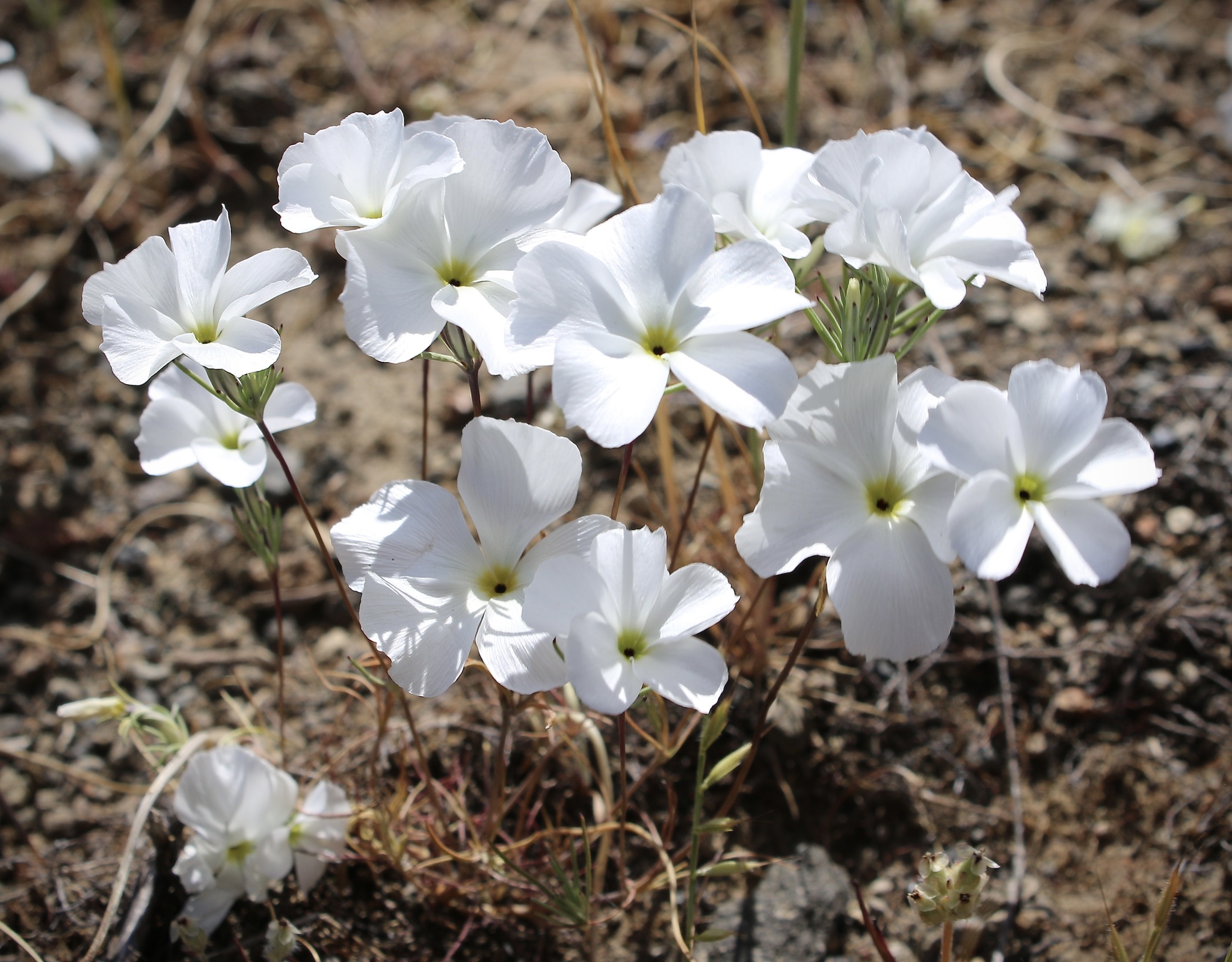 Linanthus dichotomus
