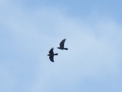 Corvus corax