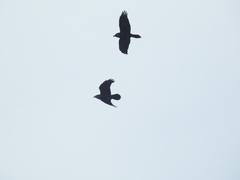 Corvus corax