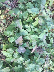 Rubus crataegifolius