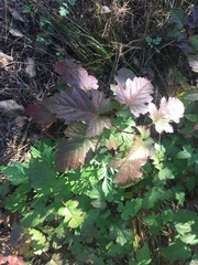 Rubus crataegifolius